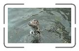 11 Charlie * 1152 x 648 * (338KB)